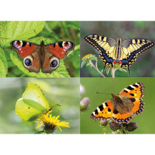 Kamishibai Karten Ameise, Biene und Schmetterling. Unsere Insekten. Kamishibai Bildkarten und Memo-Spiel